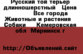 Русский той-терьер длинношерстный › Цена ­ 7 000 - Все города Животные и растения » Собаки   . Кемеровская обл.,Мариинск г.